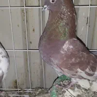 همه پرنده ها پامیل وبازی|پرنده|بندر ماهشهر, |دیوار