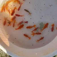 ماهی قرمز|ماهی|کوچصفهان, |دیوار