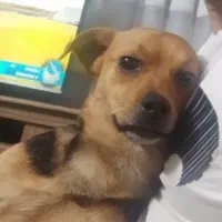 واگذاری سگ پاکوتا