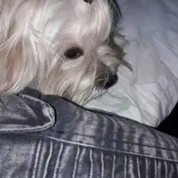 شیتزو تریر|سگ|شیراز, ماه فیروزان|دیوار