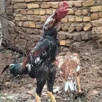 تخم نطفه دار لاری افغان اوشامو