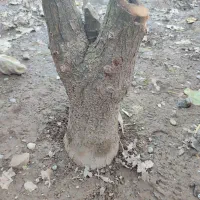 تعدادی گل یوکا بفروش میرسد|گل و گیاه طبیعی|کوچصفهان, |دیوار