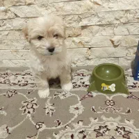 واگذاری سگ شیتزو|سگ|رباط‌کریم, الارد|دیوار