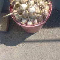 سیر  بذری خشک همدان.مقدار ۴۰۰.کیلو