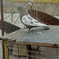 دو عدد بهبهانی بزن|پرنده|شیراز, صاحب الزمان|دیوار