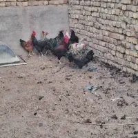 تعدادی مرغ و خروس