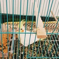 یک عدد عروس علندی نر 6 ماهه