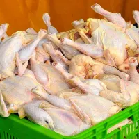 مرغ کامل غذای سگ و گربه