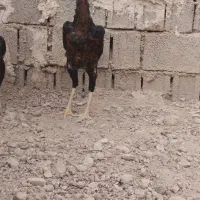 خروس لاری اوشامو جوان|حیوانات مزرعه|برازجان, |دیوار