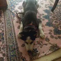 سک نر نژاد هاسکی|سگ|بابل, |دیوار