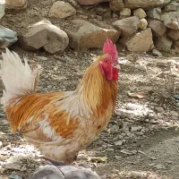 خروس محلی