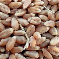 گندم آبی صربستانی یونی استار|گل و گیاه طبیعی|ماهیدشت, |دیوار