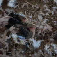 کبوتر جوین|پرنده|جوین, |دیوار