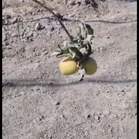 فاز ۶ اصطلک الماس خاورمیانه