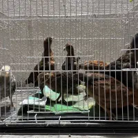 جوجه محلی دونه ۴۰۰