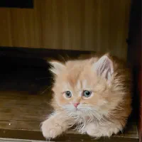 گربه اسکاتیش بریتیش