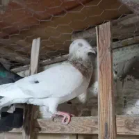 چند عدد حیوان پرنده بشرط