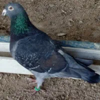 کبوتر مسافتی