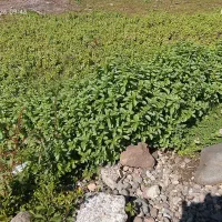 نعناو کوت کوته محلی کاملا تر تمیز