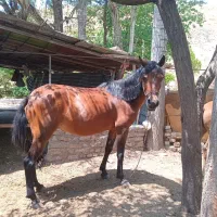 مادیان کرد|اسب و تجهیزات اسبسواری|طالقان, |دیوار