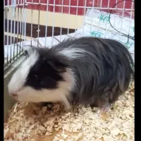 همستر، خوکچه هندی|موش و خرگوش|اهواز, آریاشهر|دیوار