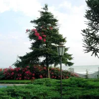 مسافر به کاشان