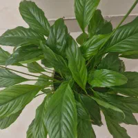 گل طبیعی بسیار زیبا