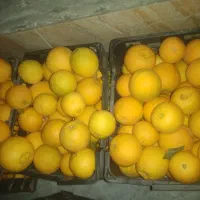 تامسون تازه چین درجه ۱