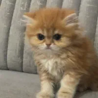 واگذاری دو عدد بریتیش