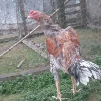 خروس لاری