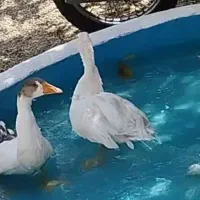 غاز محلی ارگانیک