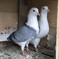 ۳۰ عدد مایه کفتر