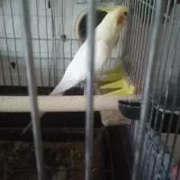 عروس هلندی لوتینو سخن گو