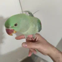 جوجه شاه طوطی 6ماهه|پرنده|تهران, افسریه جنوبی|دیوار