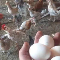 خلنگ وجوجه خروس محلی وگلین وتخم مرغ