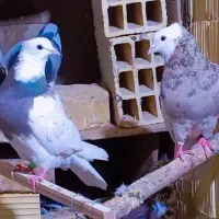 کفتر طوقی خالدار عتیقه