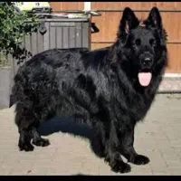 بلک ژرمن ماده