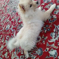 پامر‌.روباهی|سگ|اهواز, لشکرآباد|دیوار