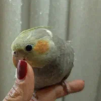 عروس هلندی سختگو