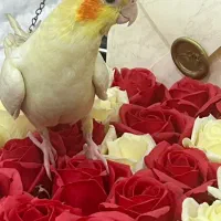 یک عددپرنده عروس هلندی گمشده