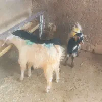 بزغاله سبک