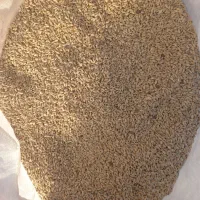 گندم آفتاب