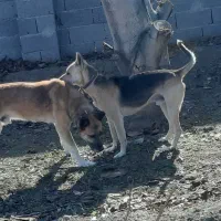 گرگی نگهبان وسرابی|سگ|نوشین شهر, |دیوار