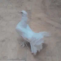 کبوتر ماده وکبوتر نر دم چطری واصفهانی وزردکله ماسی|پرنده|یزد, |دیوار