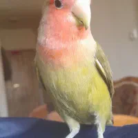 پرنده طوطی برزیلی|پرنده|شاهین‌شهر, شهرک گلدیس|دیوار