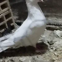 کبوتر