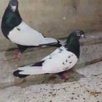 کبوتر (سینه دم سیاه)