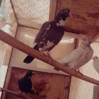 سیاه پلنگ|پرنده|بافق, |دیوار