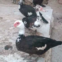 سیکا اردک