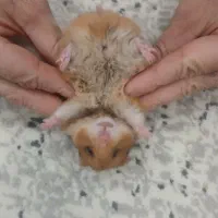 همستر ماده با وسایل|موش و خرگوش|بندر انزلی, جهانگانی|دیوار